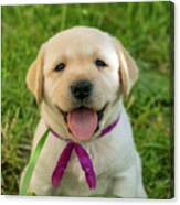 Labrador Puppy In Green Grass Canvas Print