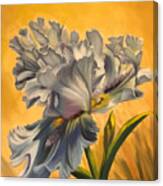 Lacy Iris Canvas Print