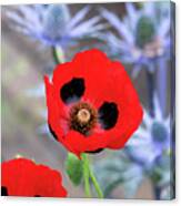 Ladybird Poppy Flowers In An English Garden Canvas Print