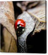 Ladybug Among Leaves Canvas Print