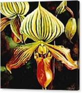 Ladyslipper Orchid Canvas Print
