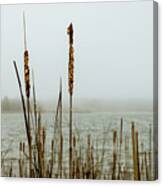 Lakeside Reeds In The Fog Canvas Print