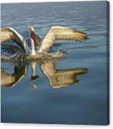 Landing Pelican - Lake Kerkini Canvas Print