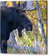 Large Bull Moose In Autumn Foliage Canvas Print