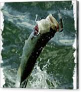 Largemouth Trying To Get Away Canvas Print