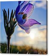 Late Bloomer - A Very Late-blooming Prairie Crocus On A Nd Coulee Hill Pasture Canvas Print