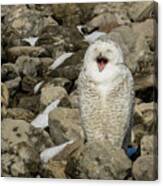 Laughing Snowy Owl Canvas Print