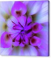 Lavender Dream Canvas Print