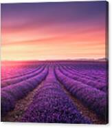 Lavender Fields At Sunset. Canvas Print