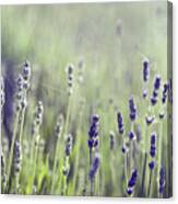 Lavender Flower In Field Canvas Print