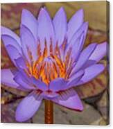 Lavender Lotus Canvas Print