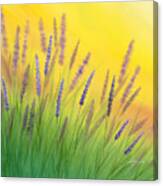 Lavender Sunrise Canvas Print