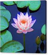 Layering Lotus Canvas Print
