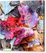 Leaf Carpet Canvas Print