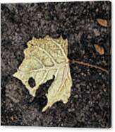 Leaf Canvas Print
