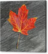 Leaf On Fire Canvas Print