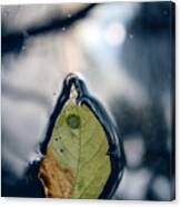 Leaf On Water, Sun Reflected Canvas Print