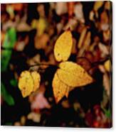 Leaves Of Gold Canvas Print