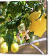 Lemon Blossoms And Lovely Lemon In The Mediterranean Garden Canvas Print