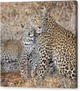 Leopard Family Canvas Print
