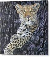 Leopard Lookout Canvas Print