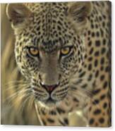 Leopard - On The Prowl Canvas Print