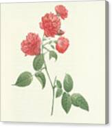 Les Roses... Decrites Et Classes Selon Leur Ordre Naturel, Par C.a. Thory, Paris, P. Dufart  St. Pet Canvas Print