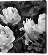 Let Me Take You To Fields Of Roses 002 Bnw Canvas Print