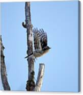 Let's Go My Friend. Lesser Spotted Woodpecker Canvas Print