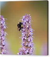 Life In The Flower Garden 2 Canvas Print