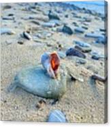 Life Of A Shell Canvas Print