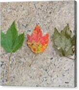 Lifecycle Of A Leaf Canvas Print