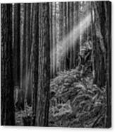 Light Beam Through Forest Canvas Print