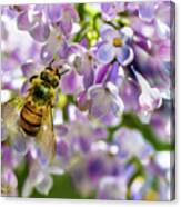 Lilac Bee Canvas Print
