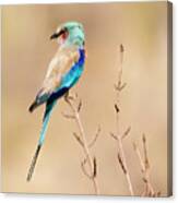 Lilac-breasted Roller In Botswana Canvas Print
