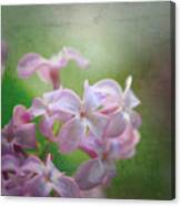 Lilac Dreaming Canvas Print