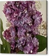 Lilacs Canvas Print