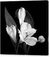 Lilies In Monochrome Canvas Print