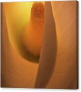 Lily 5615 Canvas Print