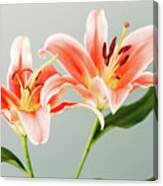 Lily 6517 Canvas Print