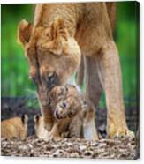 Lily And Cub In Mouth Canvas Print