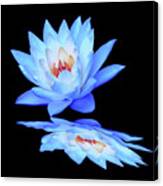 Lily Blue Reflection Canvas Print