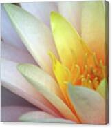 Lily Close-up #2 Canvas Print