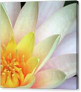 Lily Close Up #1 Canvas Print