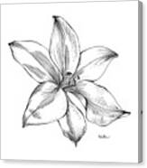 Lily I Canvas Print