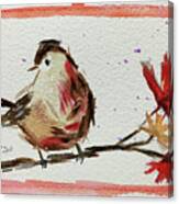 Lincolns Sparrow On A Maple Branch Canvas Print