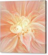 Lines And Curves Of A Dahlia Canvas Print