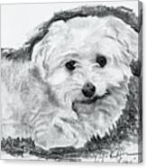 Linus, Beloved Pet Canvas Print