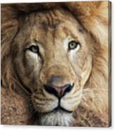 Lion Close Up Canvas Print