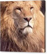 Lion King 2 Canvas Print